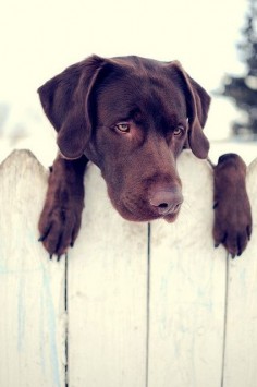what a cutie. miss my own chocolate lab every day.