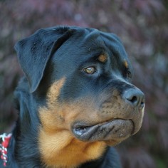 What a Face! #Rottweiler