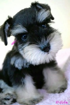 What an adorable little mini Schnauzer puppy, just so cute!!❤️