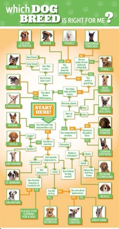 What dog is right for me? It is important to match these principles with your routine. Have you have what it takes to take care of a dog?
