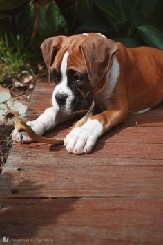 "What is this, and what am I supposed to do with it?"  (#boxer)