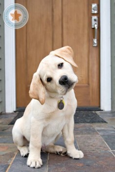 What you say??? Funny Yellow #Labrador #Puppy