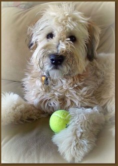 Wheaton Terrier With Tennis Ball