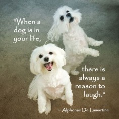 "When a dog is in your life, there is always a reason to laugh." ~ Alphonse De Lamartine #dog #maltese #quote #quotation