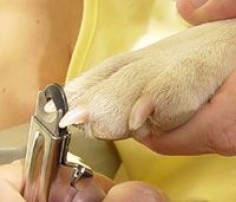 When and How to Cut Your Dog's Nails