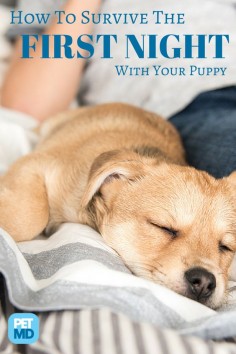 When bringing a new puppy home, you have to make sure he feels secure. Here's a quick guide for surviving the first night!