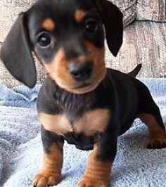 when I have my own place, this is the only kind of dog I would ever have. a little dachsund aka weiner dog!!!