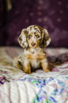 When is the last time a wiener penetrated your soul this deeply? | Community Post: 13 Reasons Why You Need A Hairy Wiener In Your Life  Long hair dapple dachshund puppies. black and tan weenie dog. brown and tan wiener dog. red sausage dog puppy. dachshund humor