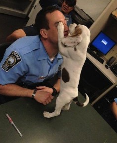 When Prince William County police saw a puppy being kicked by her owner, not only did they save the puppy and charge the owner with animal cruelty, one officer adopted the Beagle Pit bull mix as her new best friend.