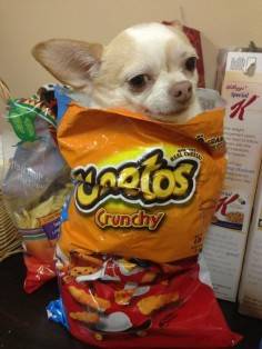 When this dog tried to act like she could pull of this Cheeto dress. | The 61 Most Awkward Moments In The History Of Dogs