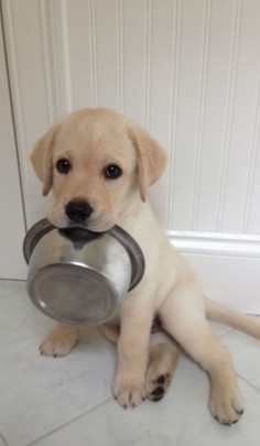 "Where I go, my bowl goes!" #dogs #pets #LabradorRetrievers #puppies