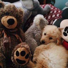 ~ WHERE'S THE REAL PUPPY? ~