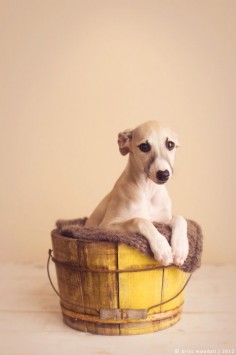 whippet puppy | photo by britt woodall