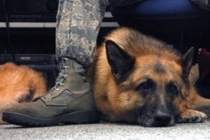 Whiskey, an explosive protection military working dog