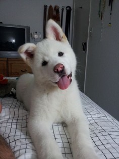 White Akita Puppy looks just like my best friends dog