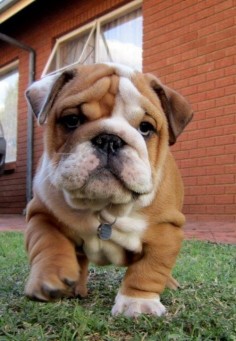 White and brown bulldog  Click on the pic for more #pets
