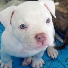 White Blue Nose Pitbull Puppies