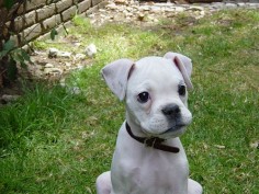 White boxer pup