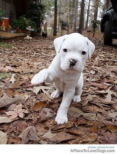 White boxer puppy
