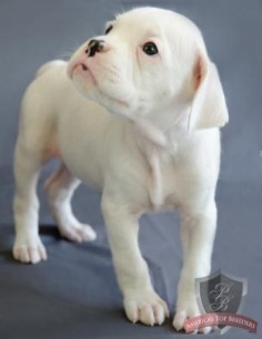 ♥ white boxer puppy….
