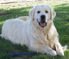 White English Platinum Cream Goldens, now I would love to have a white Golden!!