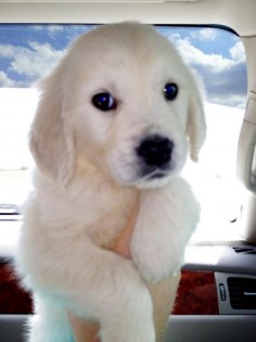 White Golden Retriever Puppy, look at that face!
