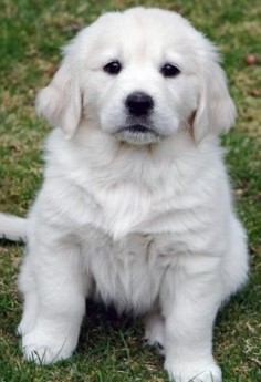White Golden Retriever Puppy