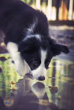 Who is that puppy in the reflection.....