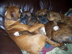 Who said Boxers Don't ♥ to Snuggle