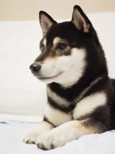 Why are there so few Black Shibas? Did you know that it is a recessive gene?