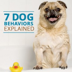 Why do dogs sniff other dogs? 7-Doggie behaviors explained. #dogs #pets