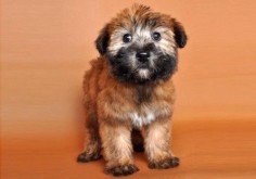 Why Wheaten Terriers Are The Best Family Dog In The World