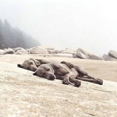 William Wegman, Washed Up. Great art for beach house.