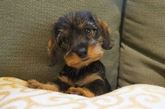 Willow Springs Miniature Wirehaired Dachshunds | Gallery