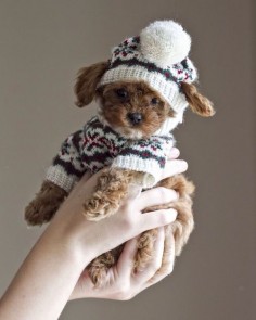 winter puppy! * * " Dohncha think dis is goin' a bit far? I'd rather have boots cuz of deh salt on deh sidewalks in winter."