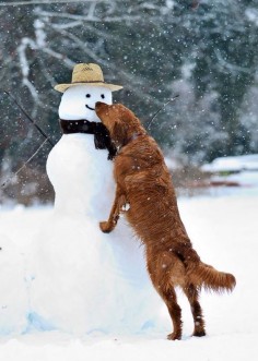 Winter snow, smiling Snow Man ~ Love of a dog checking out the Christmas time art. ❤️