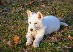 WINTER White White German Shepherd Puppy :)