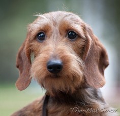 Wire doxies!!!