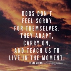 Wise words from Cesar Millan! #quotes