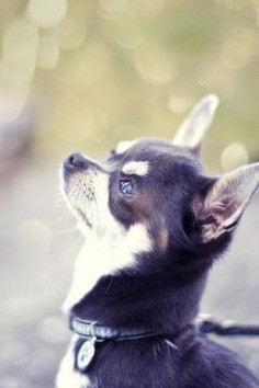 With his self-important prance and his teensy little frame, the Chihuahua is an entertaining breed. Within his half-pint body is a proud and playful heart, full of spunk and loyal to the core. The history of this feisty dog is a mystery, full 