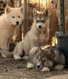 wolf dog puppies. I want a hybrid!