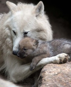 Wolf & her pup
