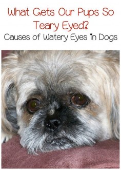 Wondering what's behind Fido's teary eyes? Check out the most common causes of watery eyes in dogs and how they're treated!