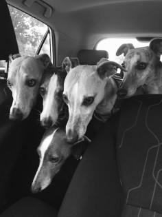 woodyontheweb: “Think they’d rather be on the front seat. All of them. ”