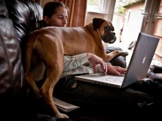 Working like a dog | Flickr - Photo Sharing!