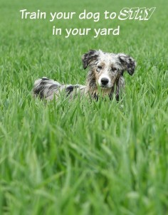Wouldn't it be nice to know that your dog will stay in your yard instead of roaming? Our dog training tips may be able to help! A fence or other containment system can ensure your dog stays confined to a specific area, but that may not always be feasible.