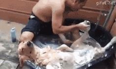 Wow this dog loves to get a bath!!