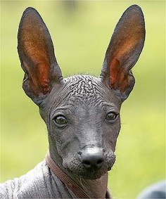 Xoloitzcuintle, the rare Mexican hairless dog. Archaeological evidence indicates that this strangely (almost) bald breed has been around for more than 3,000 years in Mexico. These dogs make excellent companions, as the Aztecs apparently knew since they were considered to be sacred. They believed the dogs were needed by their masters’ souls to help them safely through the underworld.