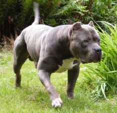 XXL Blue Pitbulls Biggest Pitbull Puppies Kennel
