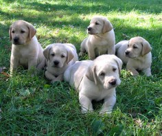 Yellow lab puppies! I want them all.